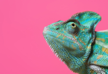chameleon, adapt, adaptive, adaptive UX