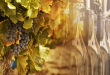 Viña Undurraga, case stuyd, winemaking, wine production, customer success, wine, production visibility