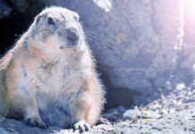 groundhog