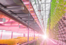 vertical farming, food industry, controlled environment agriculture, food & beverage, agriculture