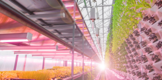 vertical farming, food industry, controlled environment agriculture, food & beverage, agriculture