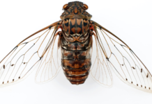 DX, Digital transformation, Cicada
