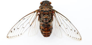 DX, Digital transformation, Cicada